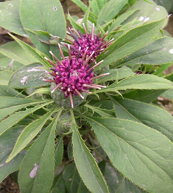 小兒便秘怎么辦 中醫(yī)秘方解決難題