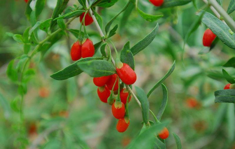 寶寶春季 進(jìn)補(bǔ) 食療方 簡單易學(xué)又好吃