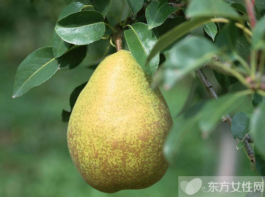 小兒止咳化痰偏方推薦 誰(shuí)說(shuō)生病需要打針吃藥的呀