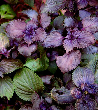 小孩咳嗽吃什么好的快 治療咳嗽的食譜大全