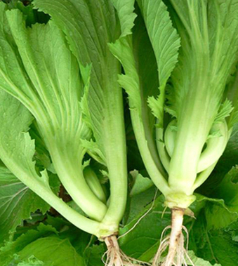 夏季養(yǎng)生食譜 推薦六道兒童湯飲