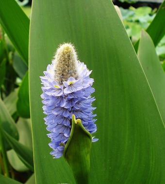 小兒濕疹怎么治療 夏枯草治療小兒濕疹