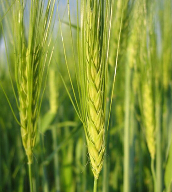 消化不良怎么辦 孕婦消化不良的食療方法