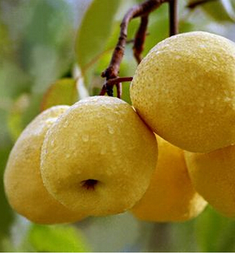 咳嗽吃什么好的快 孕期咳嗽飲食偏方