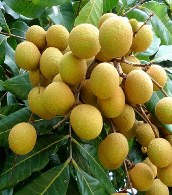 懷孕不能吃什么 孕婦飲食要多樣卻不能隨便