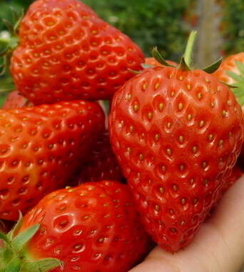 懷孕前的準(zhǔn)備 孕前飲食排毒與保健