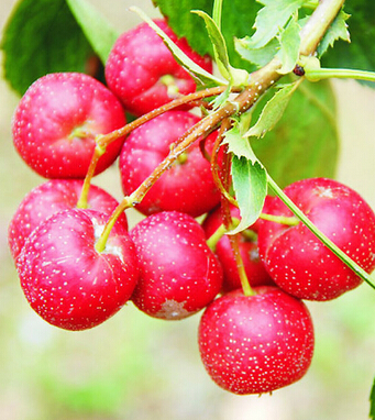 產(chǎn)婦吃什么好 冬季產(chǎn)婦能吃的8種水果