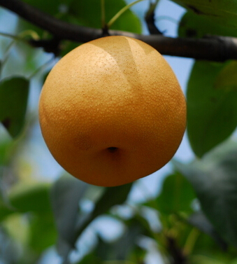 孕婦吃什么水果好 適合孕婦的好水果