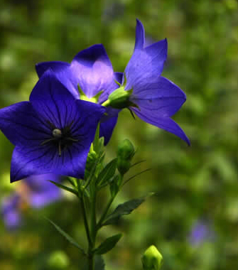 旅游攻略 夏日準(zhǔn)媽媽去旅游的注意事項(xiàng)