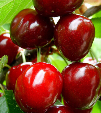 憂郁癥 產(chǎn)婦吃哪些食物可以抵抗產(chǎn)后憂郁