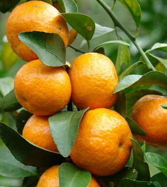 孕婦吃什么水果好 孕婦該如何選擇水果