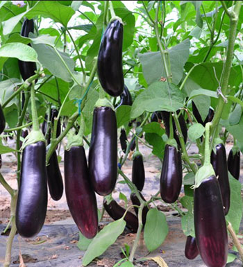 孕婦可以吃茄子嗎  盤點(diǎn)孕婦不能吃的蔬菜