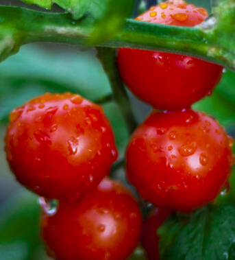 孕婦吃什么好 合理飲食助你孕期防輻射