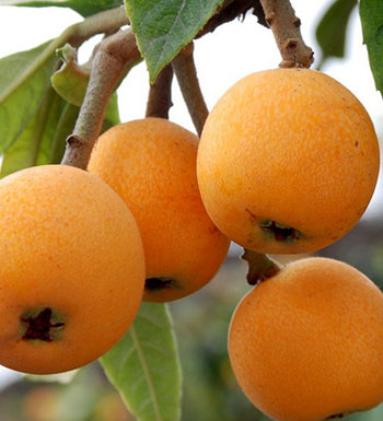 水果養(yǎng)生常識 孕婦可以吃枇杷嗎