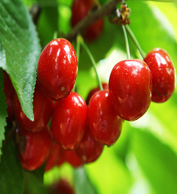 孕婦秋季吃什么水果好  吃梨清熱降壓