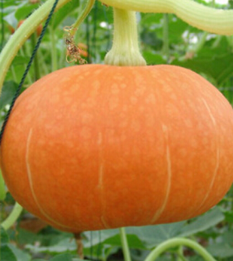 孕婦飲食禁忌 吃什么對孕婦才有營養(yǎng)