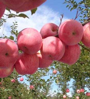 孕婦健康養(yǎng)生食譜 孕婦不可多吃的10種水果