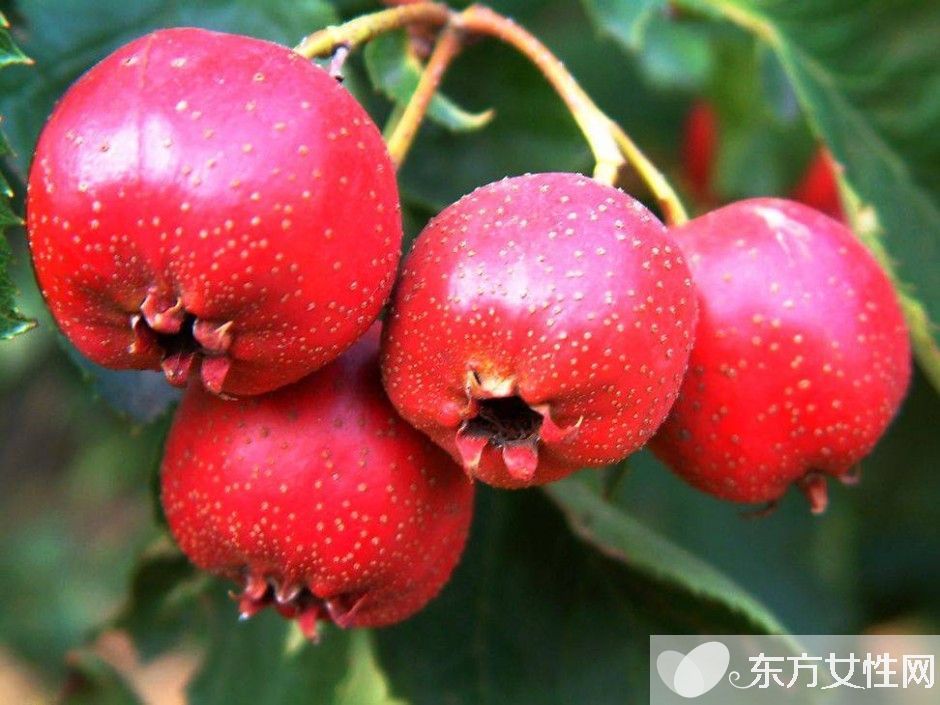 孕婦能吃枇杷嗎 孕婦千萬不能吃的食物有哪些