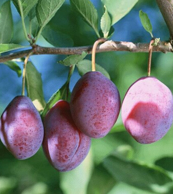 孕婦飲食禁忌 孕婦為何不能吃熱性水果