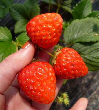 孕婦食譜 孕期飲食搭配竅門