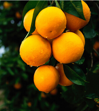 消化不良怎么辦 孕婦消化不良的食療方法