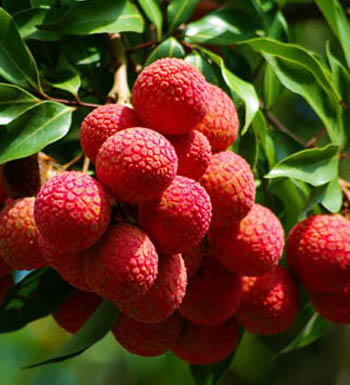 孕婦健康養(yǎng)生食譜 孕婦不可多吃的10種水果