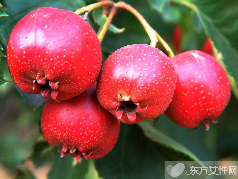 孕婦不能吃的水果有哪些 懷孕時吃什么水果好