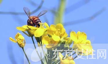 孕婦禁忌有哪些 孕婦不能做得事情你知道多少