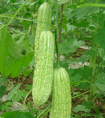 懷孕前的準(zhǔn)備 孕前飲食排毒與保健