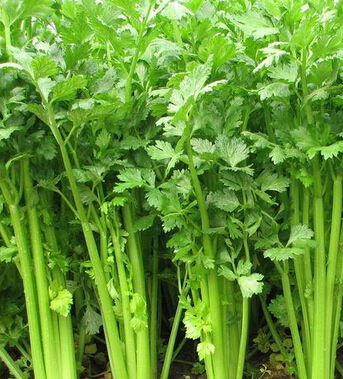 懷孕前的準(zhǔn)備 孕前飲食排毒與保健