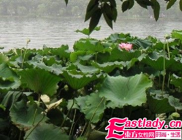 瘦身法之蘑菇荷葉減肥茶