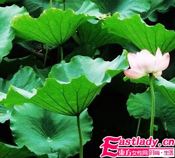 荷葉減肥茶 6種好 茶 品