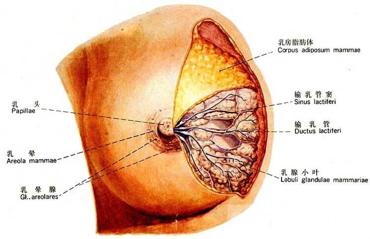 乳腺增生的早期癥狀 這些食療方法趕緊收起來(lái)喲