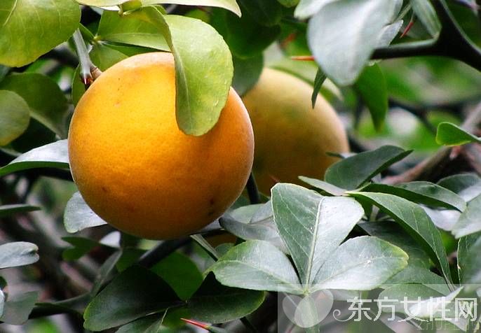 治療乳腺增生的偏方 引起乳腺增生的原因有哪些