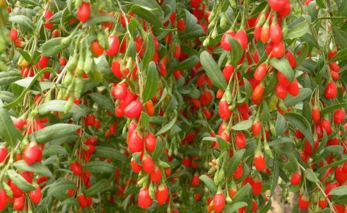 枸杞的功效有哪些 滋腎調(diào)經(jīng)的高級(jí)補(bǔ)品