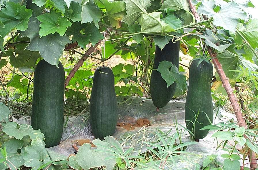 子宮內(nèi)膜炎吃什么調(diào)理 推薦4大美味飲食