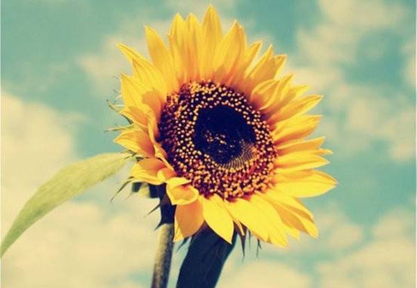 六個(gè)有效小偏方助你治療閉經(jīng)現(xiàn)象