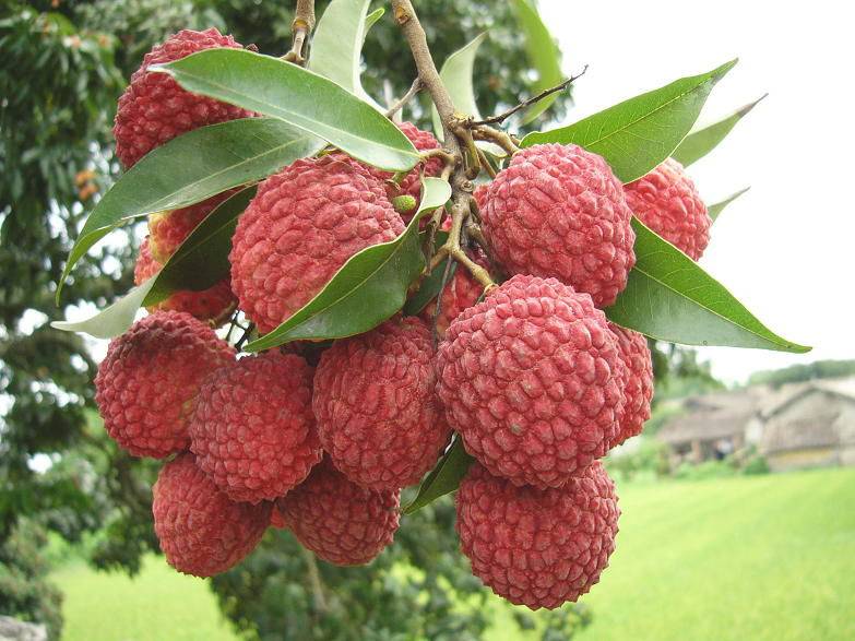 痛經(jīng)能吃水果嗎 推薦4種水果有效緩解痛經(jīng)