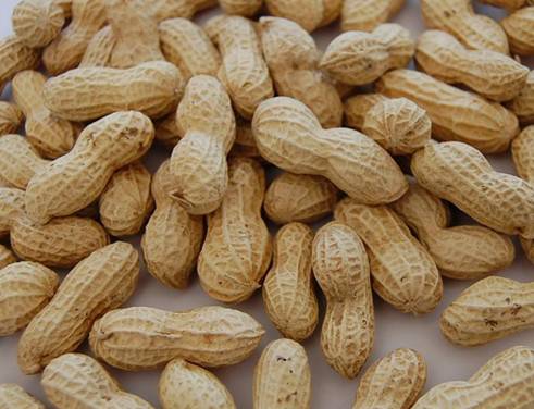 月經(jīng)不調(diào)能吃花生嗎 常吃花生調(diào)經(jīng)又豐胸