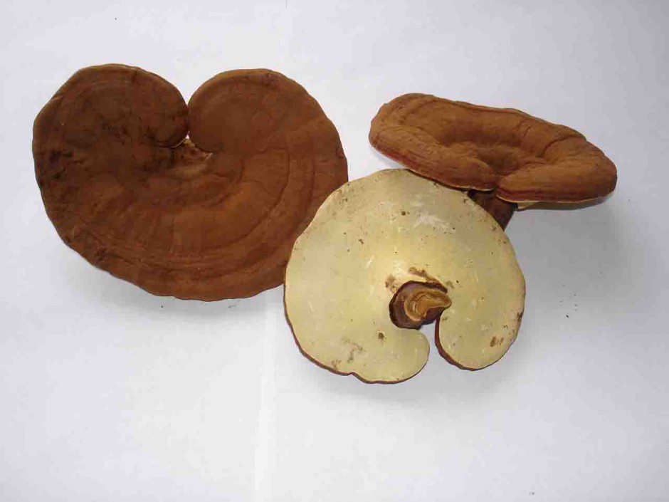 中年女性如何預(yù)防卵巢早衰 5大食療幫你呵護(hù)