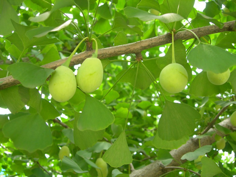 白果的好處多 也可治女性月經(jīng)不調(diào)