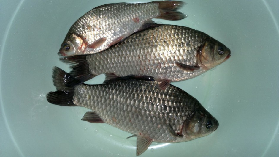 閉經(jīng)怎么調理 五大食療方助你調理閉經(jīng)