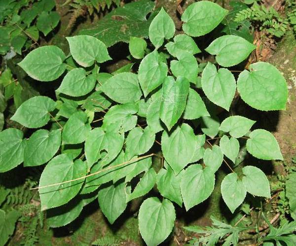 更年期吃什么好 8種食療方助你調(diào)理陽虛體質(zhì)