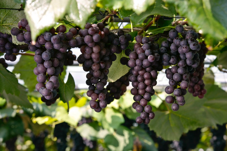 女人吃什么易得乳腺癌 喝豆?jié){竟容易乳腺癌