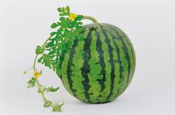 痛經(jīng)能吃水果嗎 推薦4種水果有效緩解痛經(jīng)