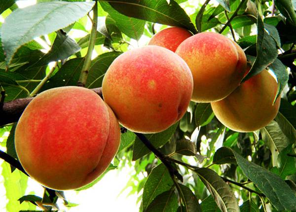 最易導(dǎo)致流產(chǎn)的這六種食物千萬(wàn)別碰