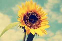 六個有效小偏方助你治療閉經(jīng)現(xiàn)象