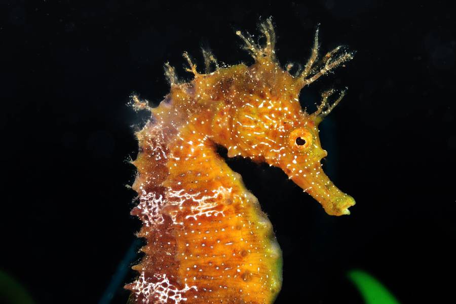 更年期吃什么好 8種食療方助你調(diào)理陽虛體質(zhì)