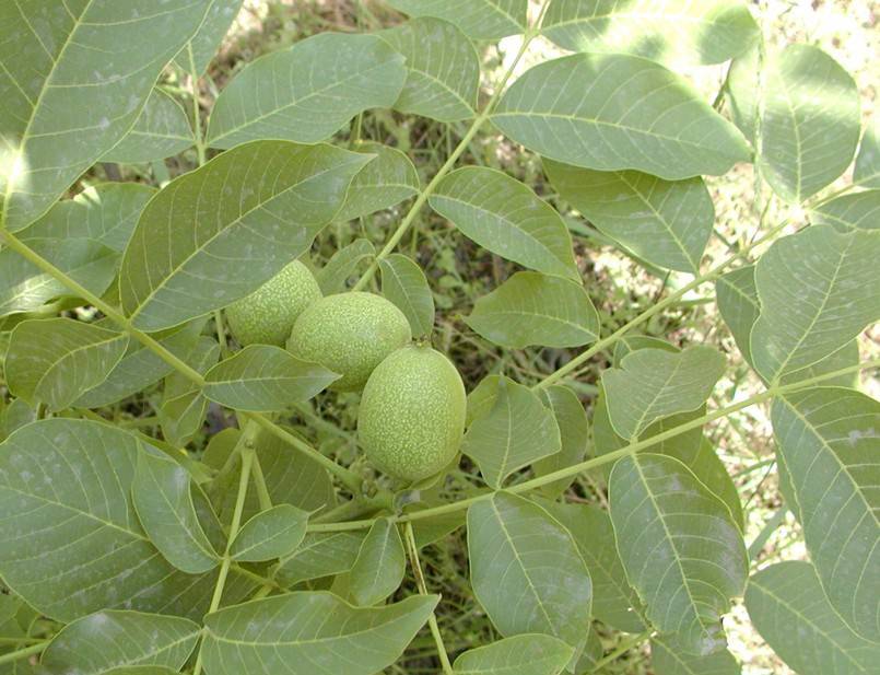 乳腺炎吃什么藥 這些偏方你一定要知道