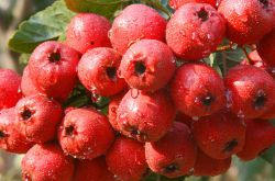 多吃這幾種東西能幫你調理卵巢囊腫